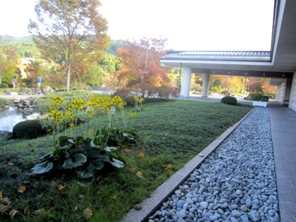 ツワブキの花　万葉文化館玄関