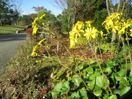 ツワブキの花