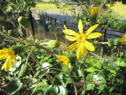 ツワブキの花　つわぶき　石蕗