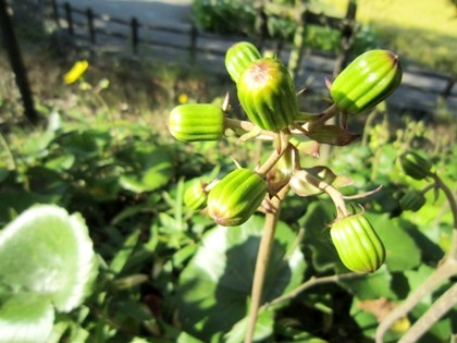 開花前の蕾　ツワブキ