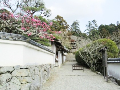 長岳寺の梅