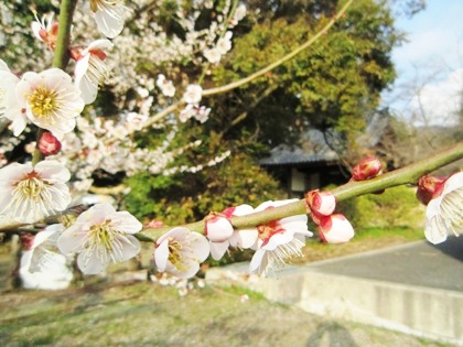 長岳寺の梅