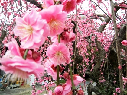 山の辺の道に開花する枝垂れ梅