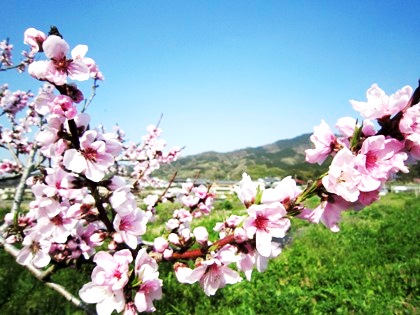 梅の花