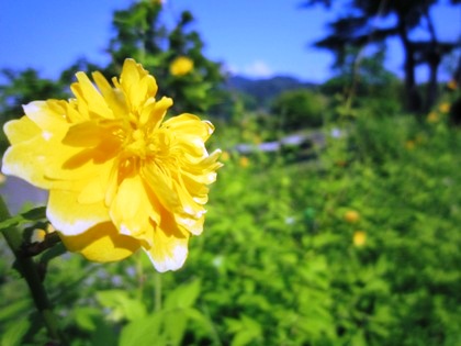 やまぶき　山吹　ヤマブキ